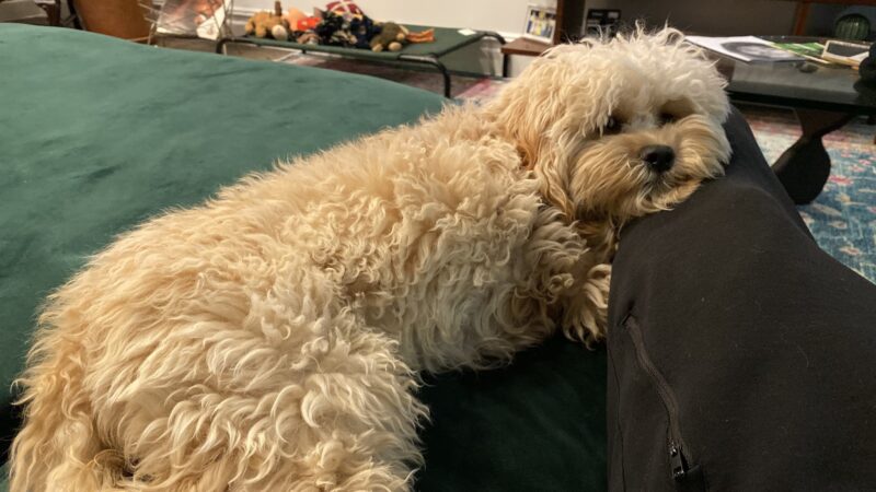 NYC Family Dog Walker - New York, NY