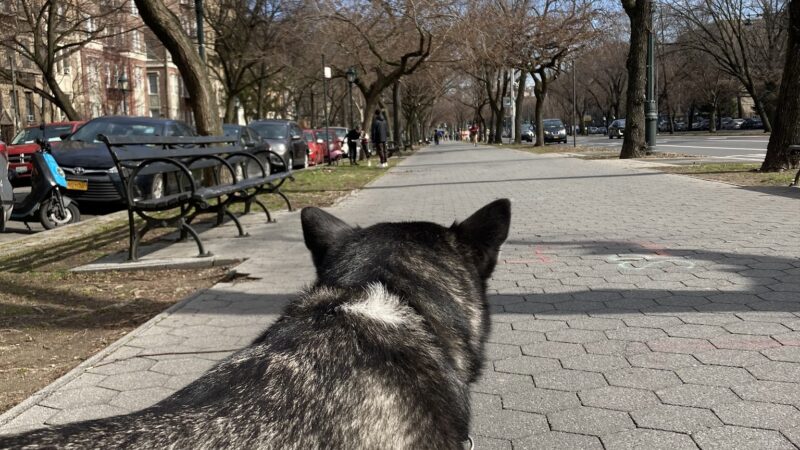 NYC Family Dog Walker - New York, NY