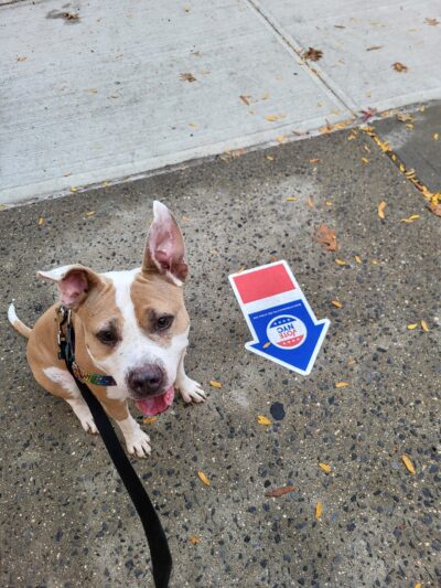 NYC Family Dog Walker - New York, NY