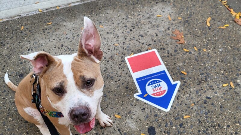 NYC Family Dog Walker - New York, NY