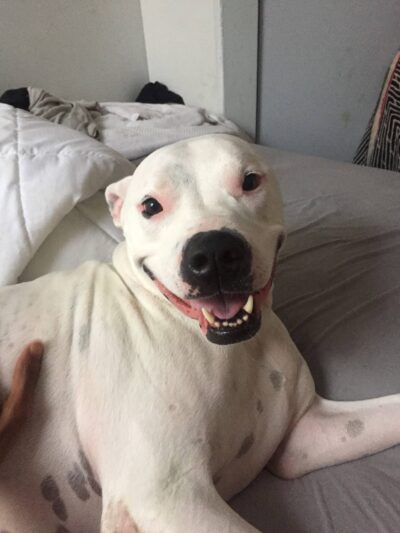 NYC Family Dog Walker - New York, NY