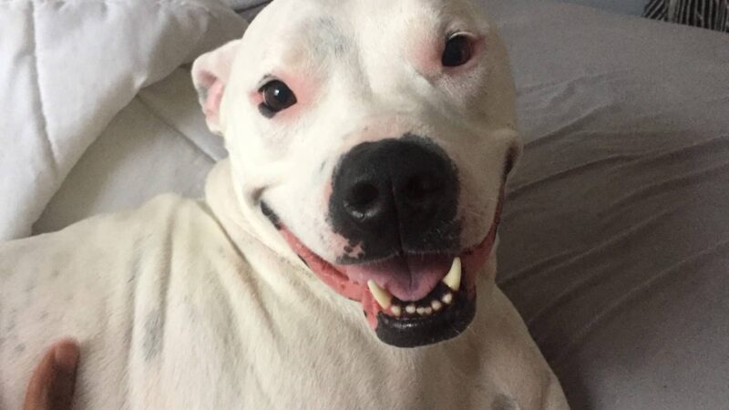 NYC Family Dog Walker - New York, NY