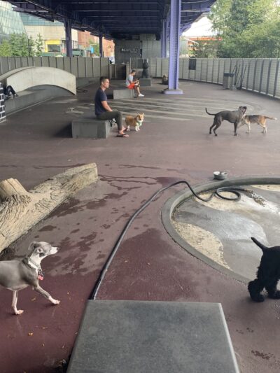 Parks Dog Run - New York, NY