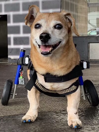 Parks Dog Run - New York, NY