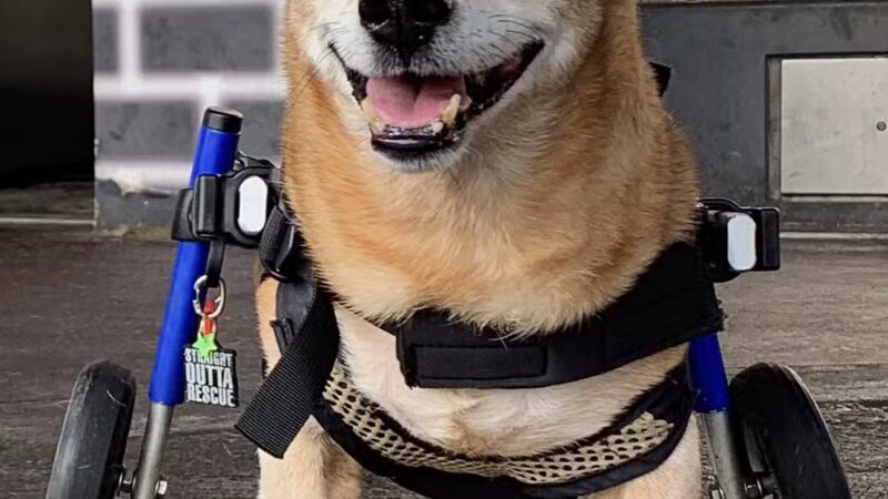 Parks Dog Run - New York, NY