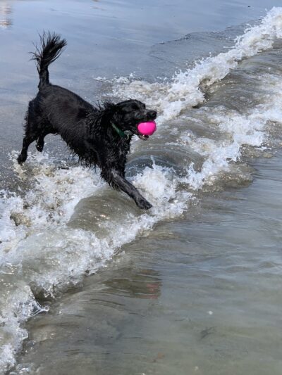 PawsOnPark - New York, NY