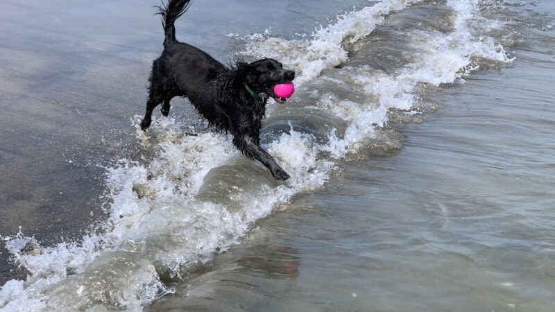 PawsOnPark - New York, NY