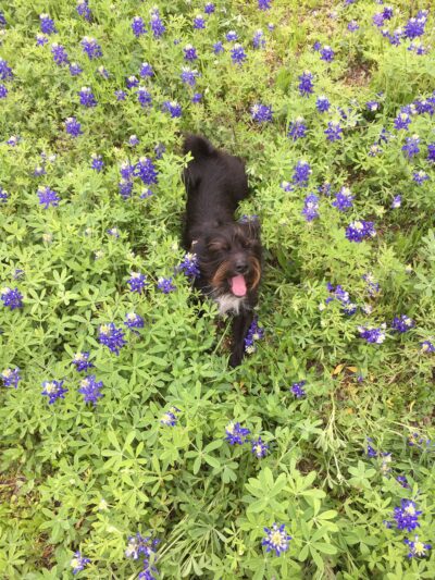 PawsOnPark - New York, NY