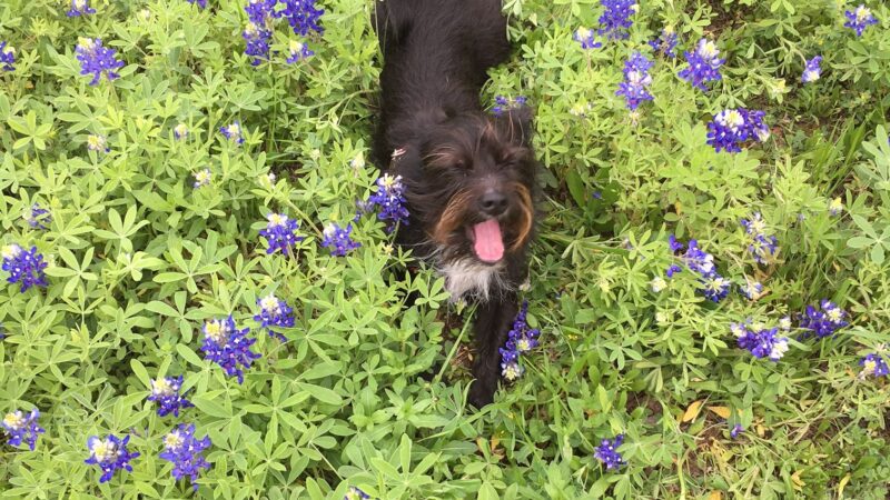 PawsOnPark - New York, NY