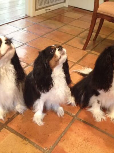 PawsOnPark - New York, NY