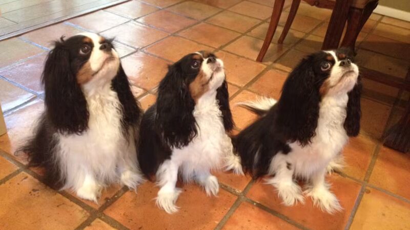 PawsOnPark - New York, NY