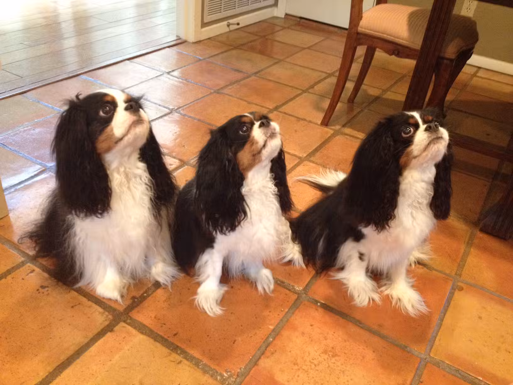 PawsOnPark - New York, NY