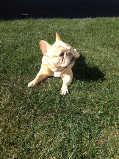 PawsOnPark - New York, NY