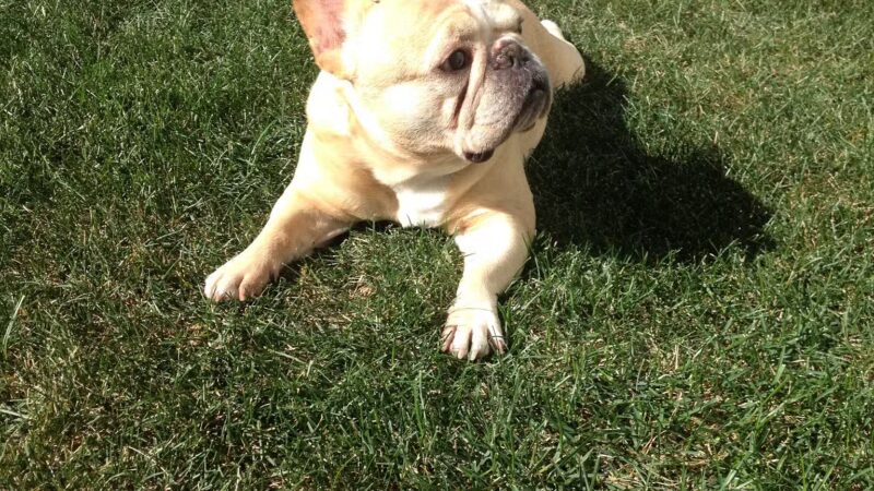 PawsOnPark - New York, NY