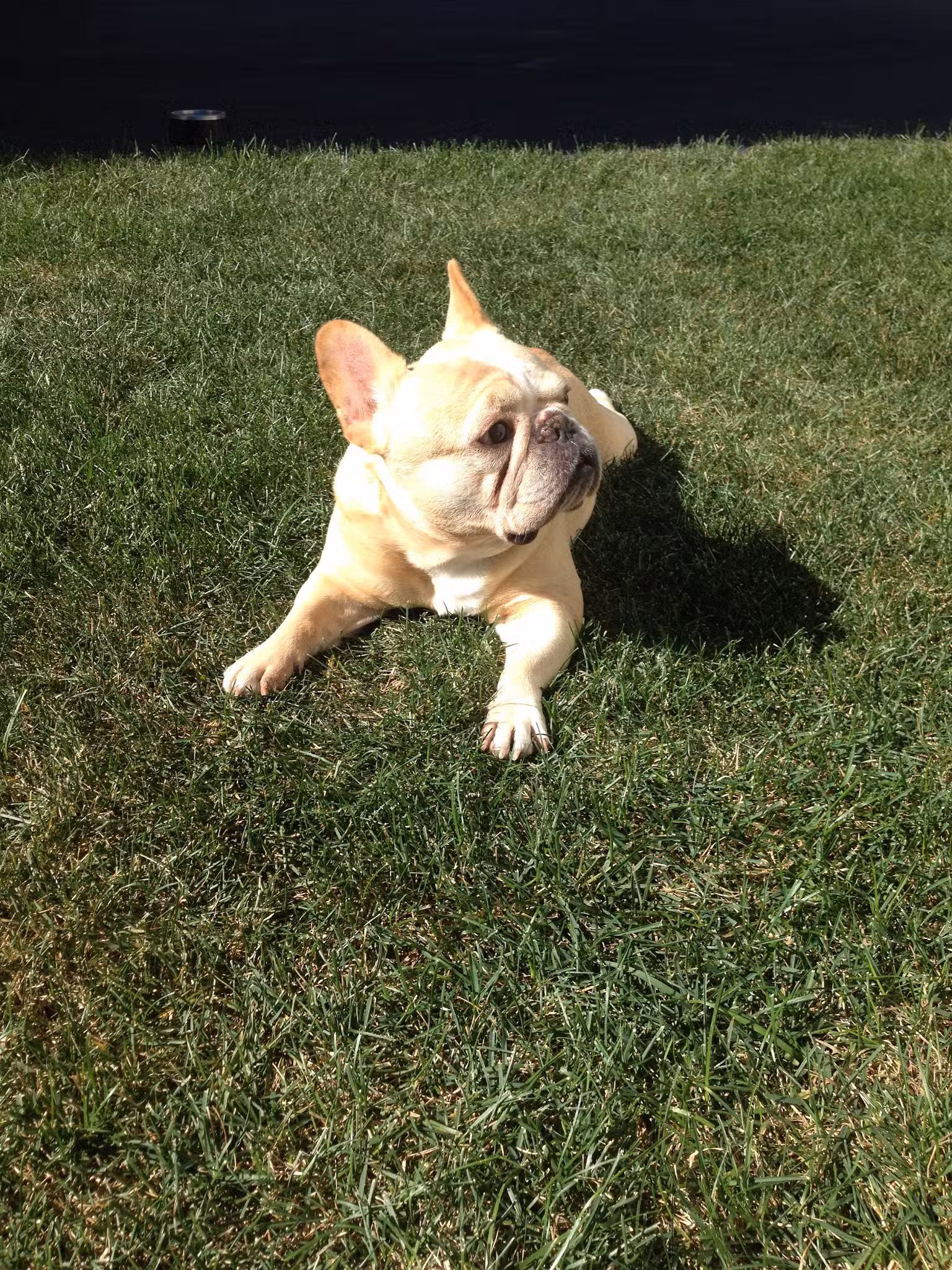 PawsOnPark - New York, NY