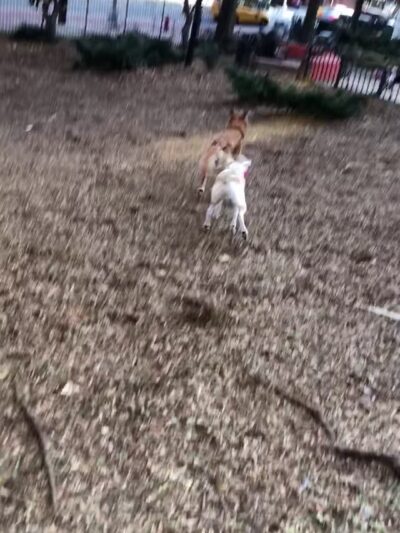 PawsOnPark - New York, NY