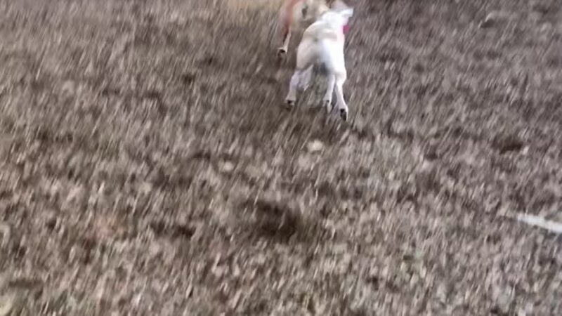 PawsOnPark - New York, NY