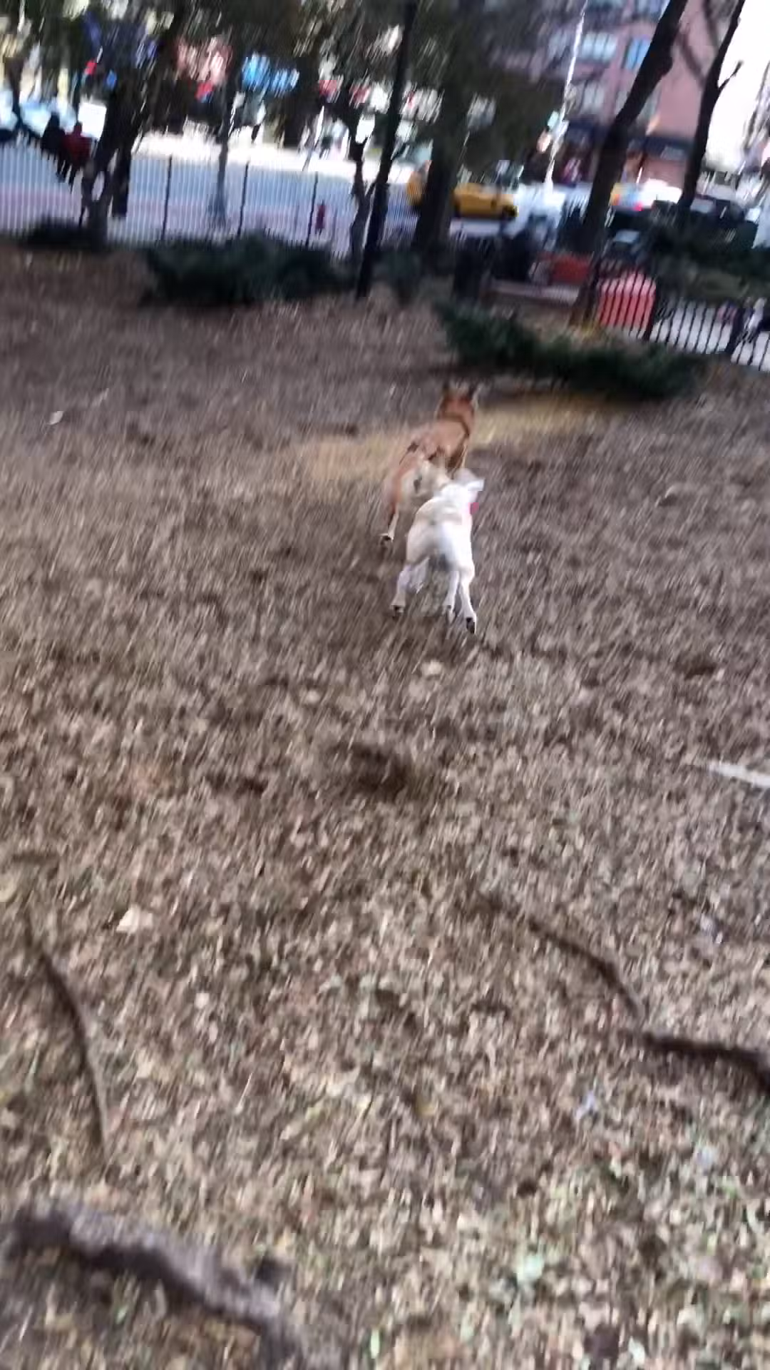 PawsOnPark - New York, NY