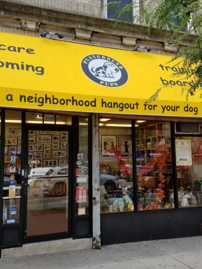 Playground Pups - New York, NY