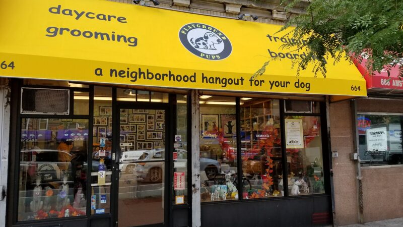 Playground Pups - New York, NY