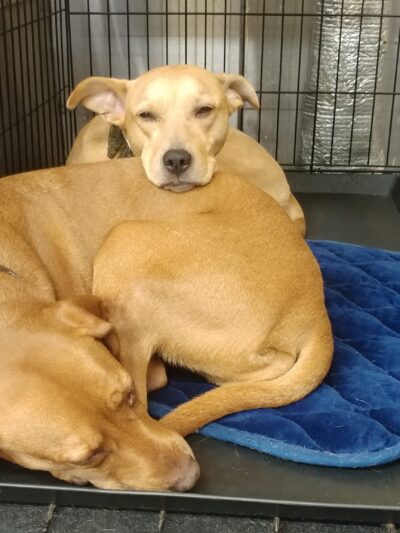 Playground Pups - New York, NY