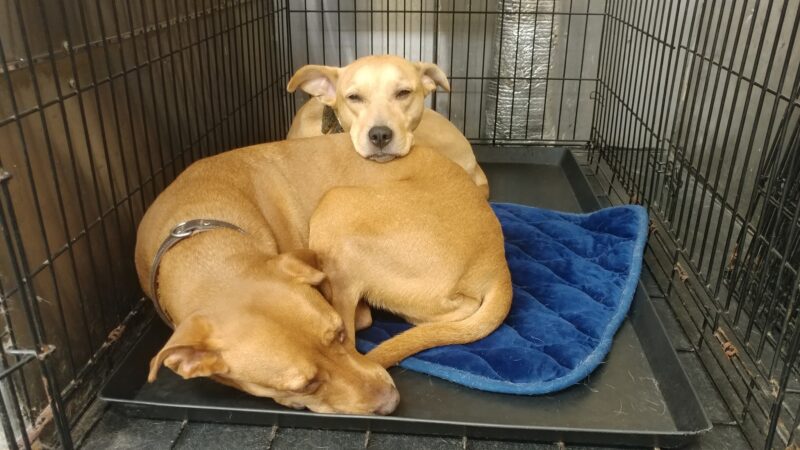 Playground Pups - New York, NY