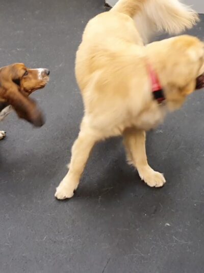 Playground Pups - New York, NY