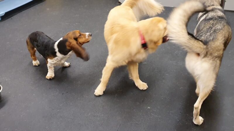 Playground Pups - New York, NY