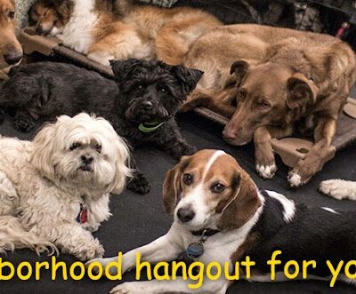 Playground Pups - New York, NY