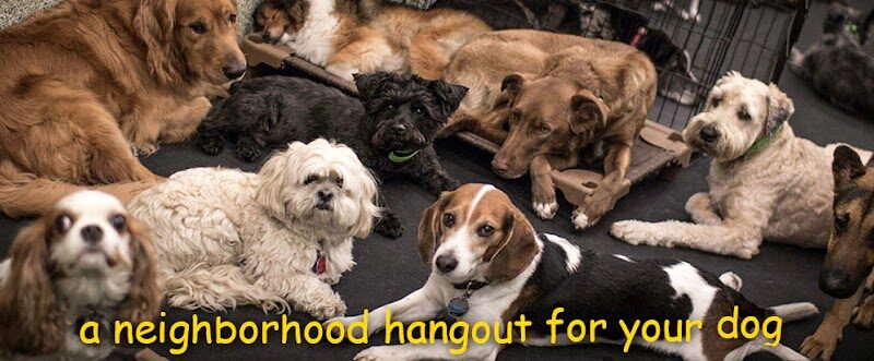 Playground Pups - New York, NY