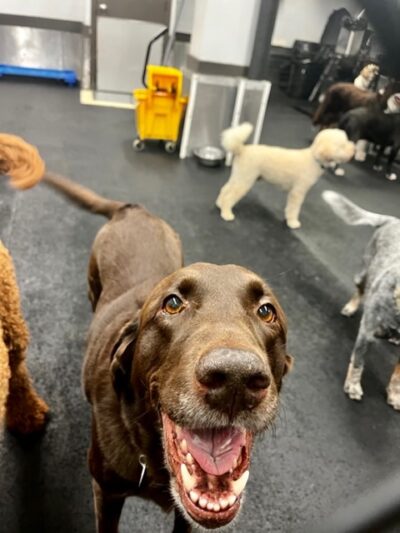 Playground Pups - New York, NY