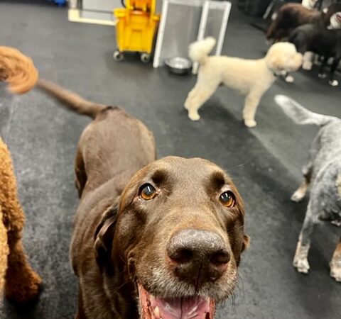 Playground Pups - New York, NY