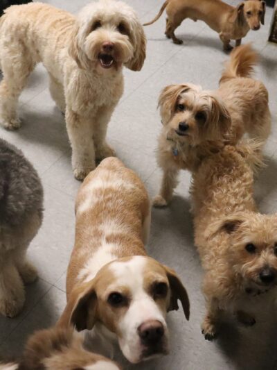 Puppy Loft - New York, NY
