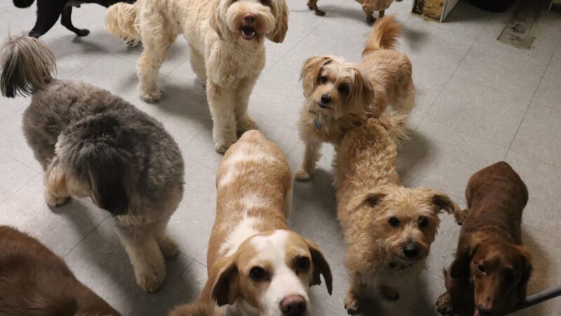 Puppy Loft - New York, NY