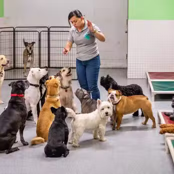 Puppy Loft - New York, NY