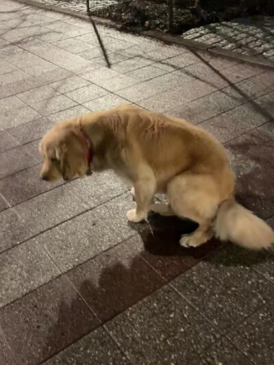 Robert Moses Dog Run - New York, NY