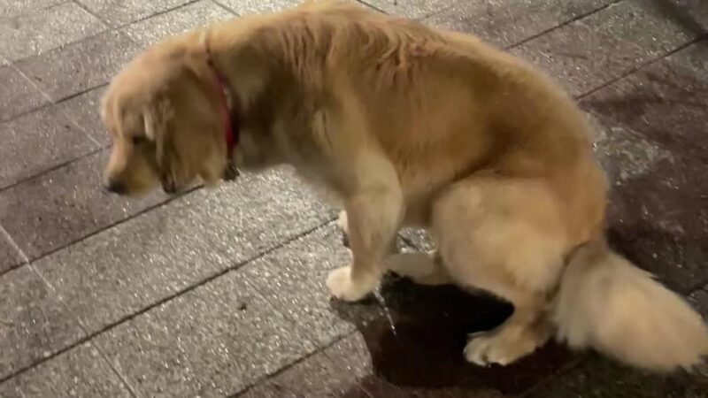 Robert Moses Dog Run - New York, NY