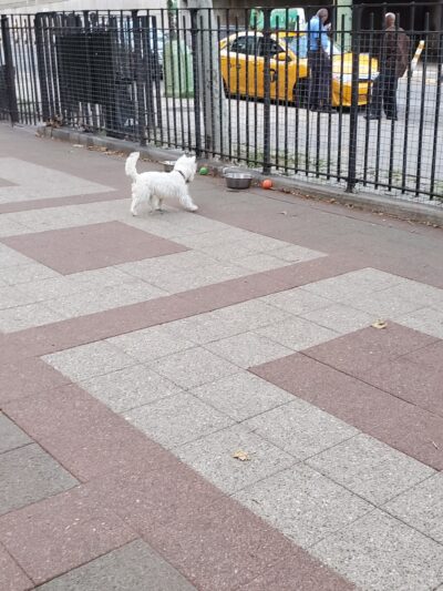 Robert Moses Dog Run - New York, NY