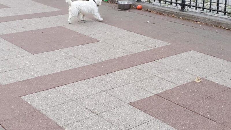 Robert Moses Dog Run - New York, NY