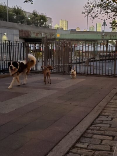 Robert Moses Dog Run - New York, NY