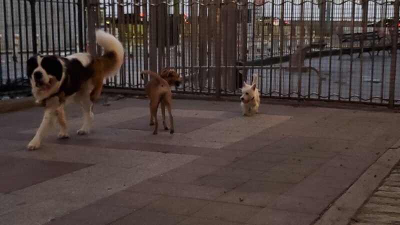 Robert Moses Dog Run - New York, NY
