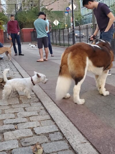 Robert Moses Dog Run - New York, NY