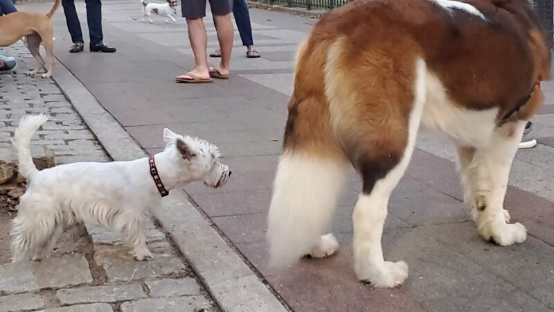 Robert Moses Dog Run - New York, NY