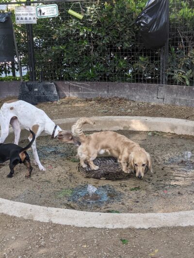 Robin Kovary Dog Run for Small Dogs - New York, NY