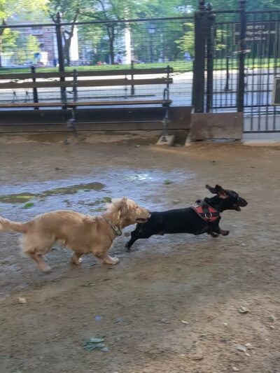 Robin Kovary Dog Run for Small Dogs - New York, NY