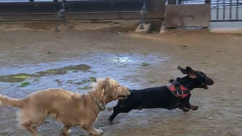 Robin Kovary Dog Run for Small Dogs - New York, NY