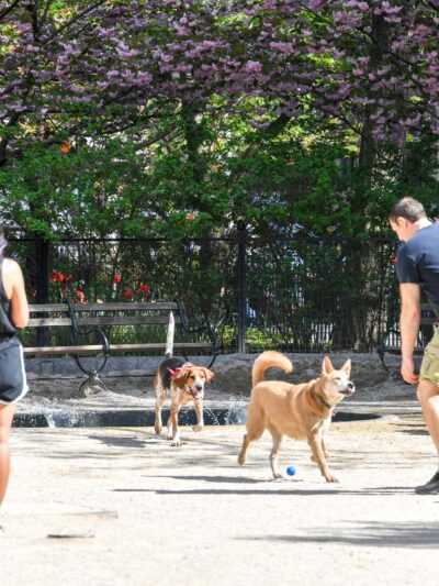 Robin Kovary Dog Run for Small Dogs - New York, NY