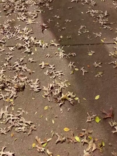 Ruppert Park - New York, NY