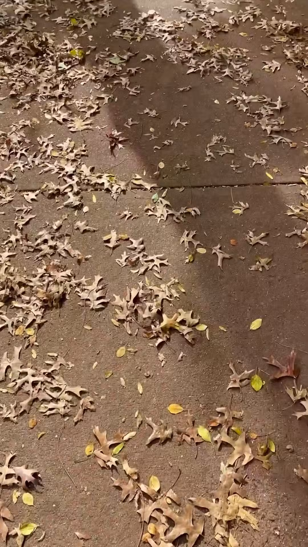 Ruppert Park - New York, NY