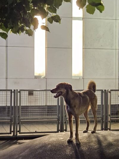 Silver Towers Dog park - New York, NY